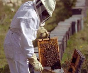 Puzzle Μελισσοκόμος ή μελισσόκομος εργασίας με την ειδική αγωγή στην ομάδα για τη συλλογή μελιού